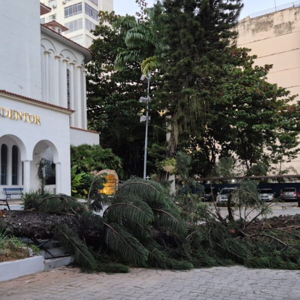 Queda do pinheiro da Paróquia